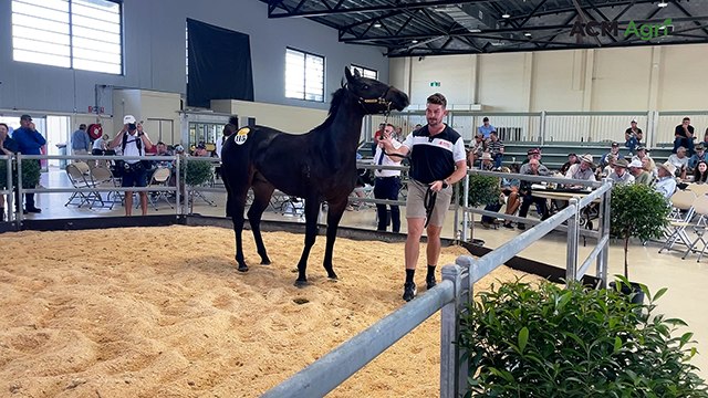 Colt bought for $3200 fetches top money at 2025 Capricornia Yearling Sale