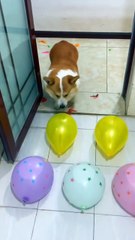 The master designed a very difficult balloon game for his puppy, but it didn't beat the clever puppy.
