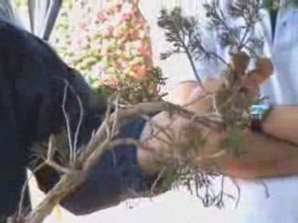 Juniperus sabina