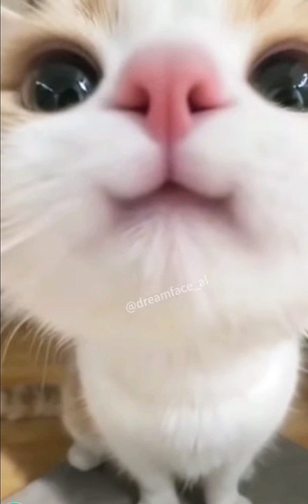 Cute cat need chocolate