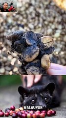 Detik detik proses pembuatan kopi luwak