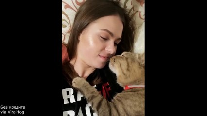 A Cat With Infinite Rizz  shocking videos on internet