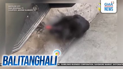 Pusang may nakatarak na pana sa mata, nakita sa Brgy. 16  | Balitanghali
