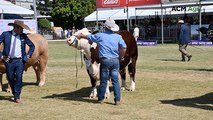 Supreme interbreed junior bull judging at the 2025 Sydney Royal Show