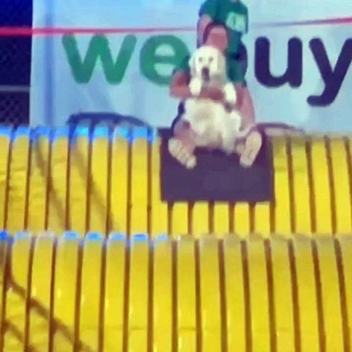 A service dog also enjoys fun on the slide.