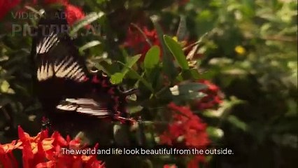 Flaws and love in a relationship #poetry #lifequotes #shortsfeed #