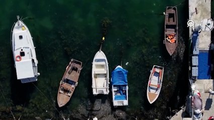 Marmara'nın felaketi müsilaj geri dönüyor! Karadeniz'den giriş yaptı, bu defa Beykoz'da görüldü...