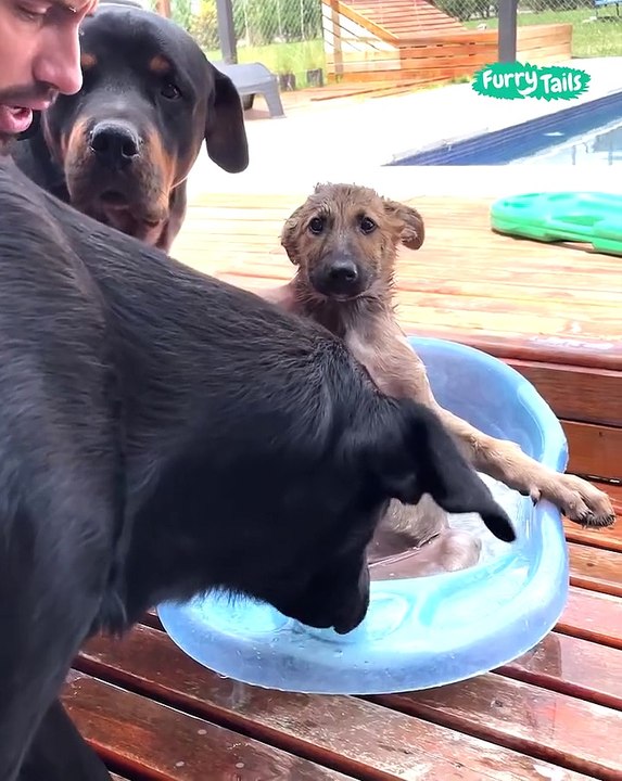 Lach dich schlapp mit Lustige Pfoten Ч. 84