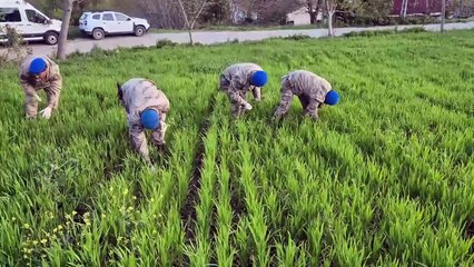 Sinop'ta yasa dışı kenevir ekimine geçit yok