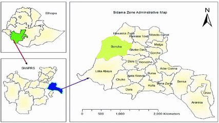 Map of Sidama Region. Peta Region Sidama. Peta Wilayah Sidama. Sidama Region Map. Map of Region of Sidama. Region of Sidama Map
