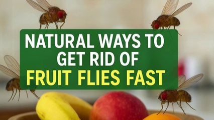 5 Natural Ways to Get Rid of Fruit Flies FAST at Home!  No Chemicals Needed
