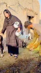 #Entrtainment#funyvideo#shortviral#shortclip#dailymution#kashmirvilog#shortvilog#