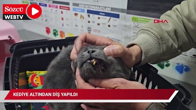 Türkiye'de bir ilk! Kedinin tek bir dişi için 6 bin lira harcadı