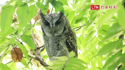 嘉義市北園國小頻現領角鴞 🦉專家：校園成為牠們的棲息地