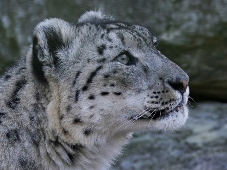 Bahnbrechende Technik zeigt: Bedrohte Schneeleopardin ist schwanger