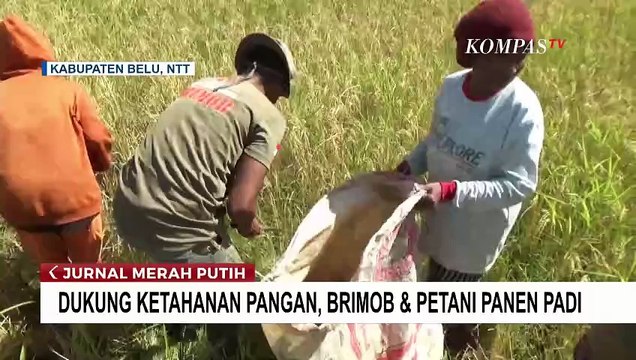 Swadaya Pangan di Perbatasan: Warga dan Brimob Polda NTT Panen Raya Padi