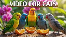 High-Quality 4K Video For Cats To Watch Bird in Backyard - Bird For Cats To Watch