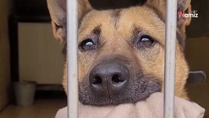 Après 4 ans de refuge, cette chienne au regard implorant ne comprend pas pourquoi personne ne veut d'elle