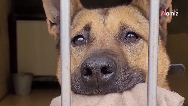 Après 4 ans de refuge, cette chienne au regard implorant ne comprend pas pourquoi personne ne veut d'elle
