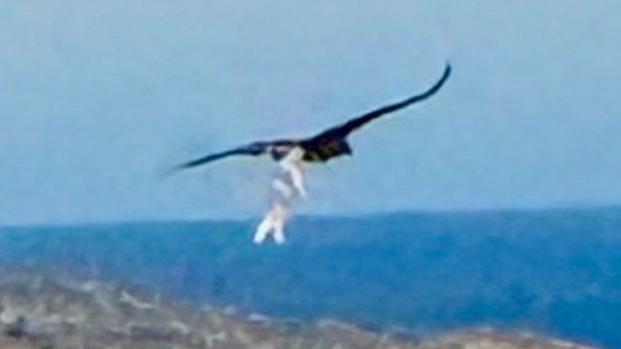 Moment, in dem Seeadler neugeborene Lämmer fangen, während der Bauer zusieht