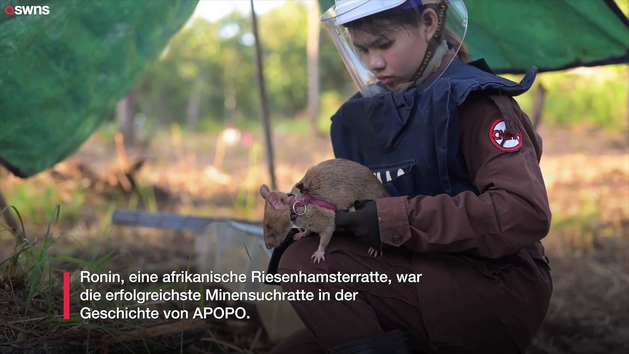 Ratte bricht Guinness-Weltrekord für die meisten gefundenen Landminen