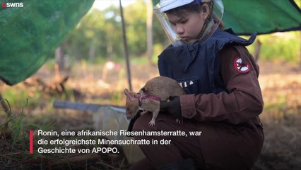 Ratte bricht Guinness-Weltrekord für die meisten gefundenen Landminen