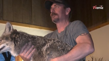 Il rentre chez lui avec un coyote et le présente à son chat : 11 millions de personnes sont choquées