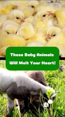 These Baby Animals Will Melt Your Heart! - Short