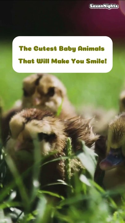The Cutest Baby Animals That Will Make You Smile! - Short
