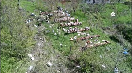 Sinop'ta ayılar köye indi