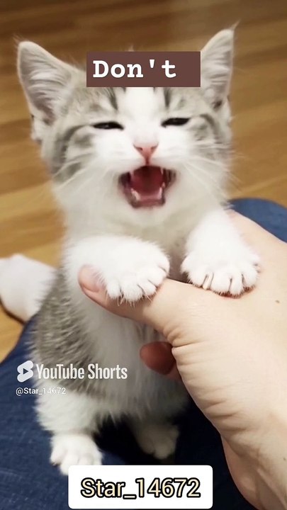 __Happy mod__ #love #lover #cat #cute #trendingvideo #shorts  @Fun_channel5649