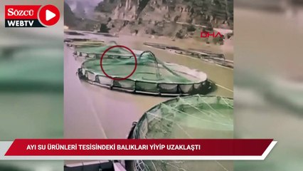 Barajı Geçti, ağı yırttı, somonu yedi! Ayının balık baskını kamerada