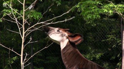 Watch an Okapi Eat – Fascinating Feeding Behavior!