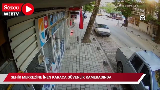 Şehir merkezine inen karaca güvenlik kamerasında