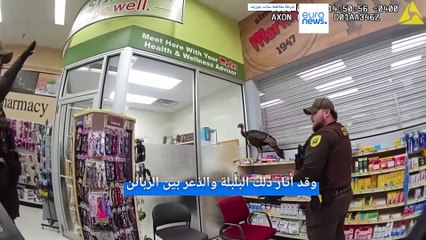 ديك رومي "غاضب" يقتحم صيدلية في ولاية إنديانا الأمريكية ليجد نفسه في قبضة الشرطة