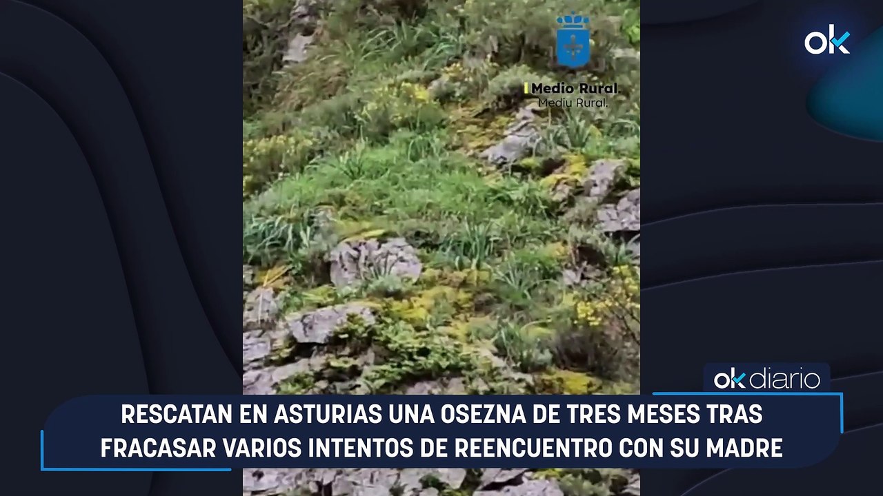 Rescatan en Asturias una osezna de tres meses tras fracasar varios intentos de reencuentro con su madre