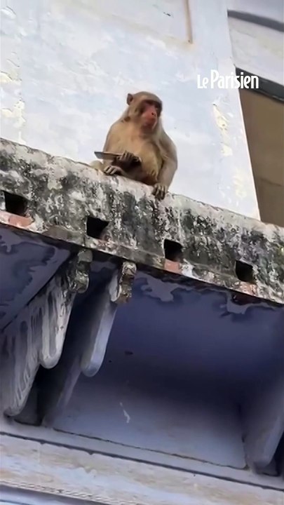 Un singe troque un téléphone volé contre une brique de jus