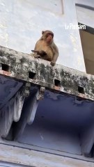 Un singe troque un téléphone volé contre une brique de jus