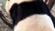 6- When a Panda Climbs a Tree Like a Pro... Then Immediately Falls Off 😂🌳