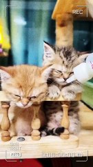 Beautiful small cats are Feeding Milk