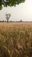 Kheton Se Markaz Tak Gandam Ki Maashi Ahmiyat