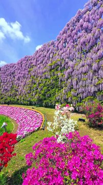 Saleemoffical presentation - A huge wall of wisteria at Ashikaga Flower Park in Tochigi Prefecture.#Flowers