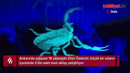 Türkiye'de bir ilk! 16 yaşında karar verdi, 18'inde 3 bin akrebi oldu