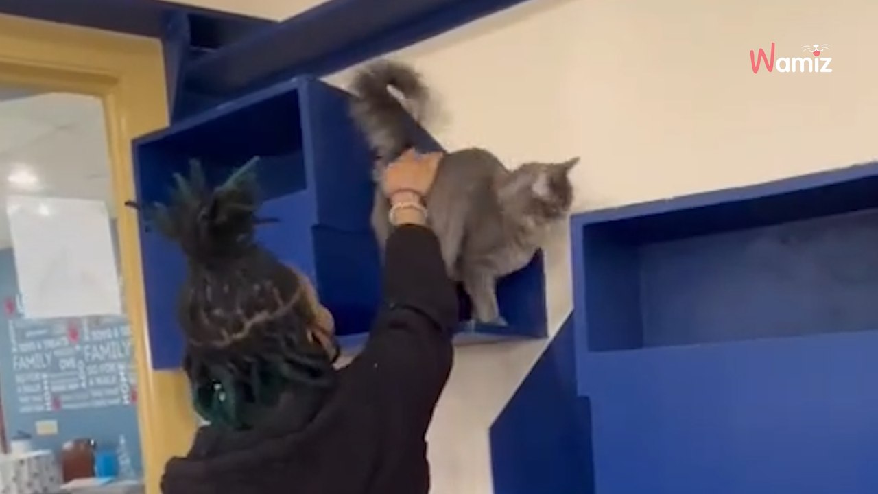 Diese Katze hatte die Hoffnung verloren: Als sie ein bestimmtes Gesicht sieht, brechen plötzlich alle Dämme