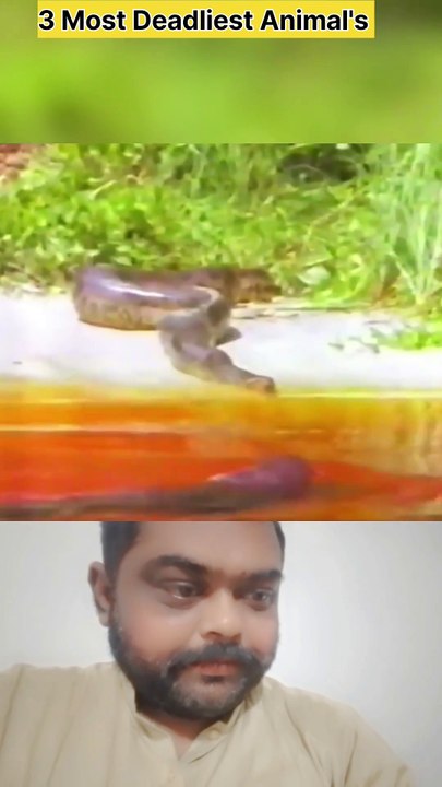 3 Most Deadliest Animal's