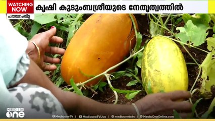 22 ഏക്കറിൽ കണി വെള്ളരി; വൻ വിജയമായി കുടുംബശ്രീയുടെ കൃഷി