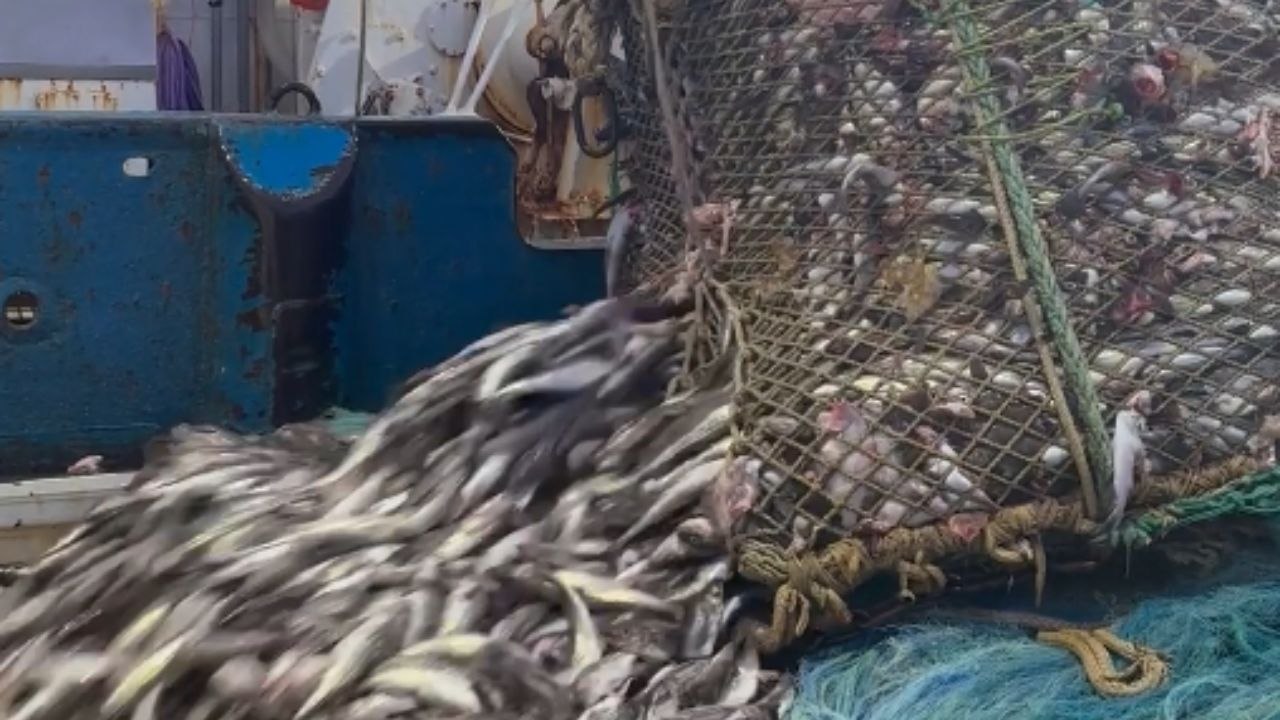 Thousands of fish flood the deck as a massive trawl net is popped