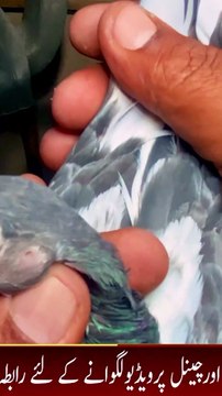 Subscribe Our YouTube Channel For Complete Videos youtube.com/@PakistanPigeonAssociation