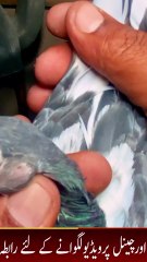 Subscribe Our YouTube Channel For Complete Videos https://www.youtube.com/@PakistanPigeonAssociation