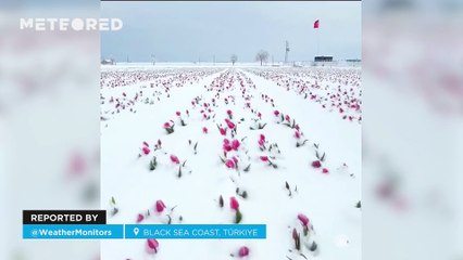 Tulip fields blooming under heavy snow! These images were taken on the Black Sea coast of Türkiye.